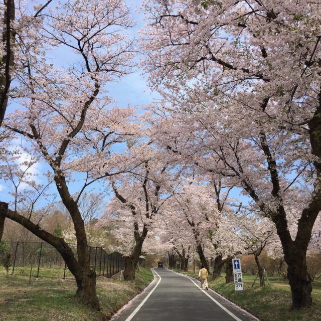 cherry blossom